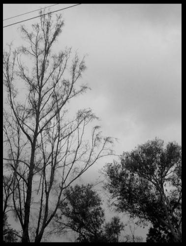 Fotografia de MenosNueve - Galeria Fotografica: Naturaleza Gris - Foto: Parques..