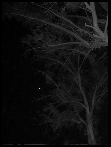 Fotografia de MenosNueve - Galeria Fotografica: Naturaleza Gris - Foto: Luna de Noche..