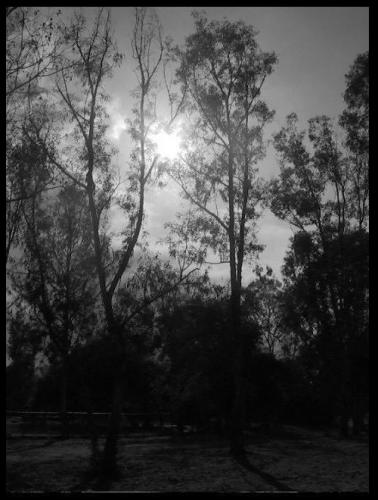 Fotografia de MenosNueve - Galeria Fotografica: Naturaleza Gris - Foto: Codigo Morse