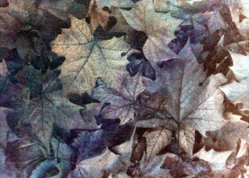 Fotografia de neftal� - Galeria Fotografica: mixta - Foto: oto�o