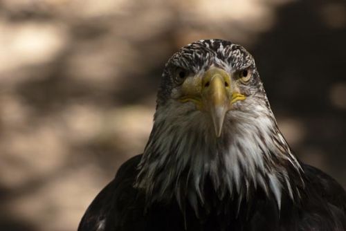 Fotografia de Nichamer - Galeria Fotografica: Monasterio de Piedra - Foto: Ottawa