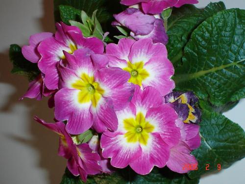 Fotografia de Nitusky - Galeria Fotografica: Naturaleza - Foto: COLORIDO