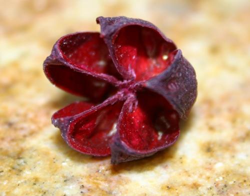 Fotografia de jumami - Galeria Fotografica: principiando con macro - Foto: SEMILLA SECA