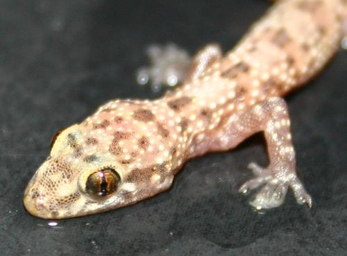 Fotografia de jumami - Galeria Fotografica: principiando con macro - Foto: GECO RECIEN NACIDO