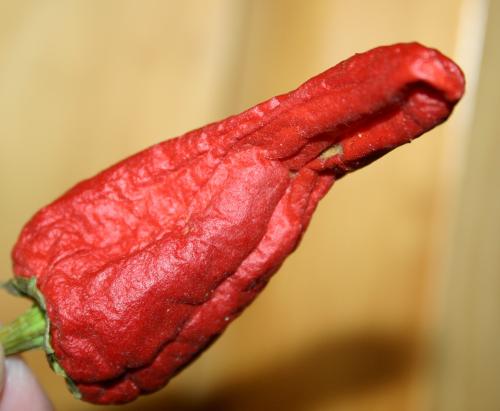 Fotografia de jumami - Galeria Fotografica: principiando con macro - Foto: Y UN PIMIENTO