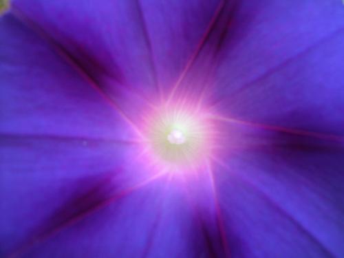 Fotografia de Hector Augusto Cuestas - Galeria Fotografica: FLORA Y FAUNA - Foto: Flor silvestre