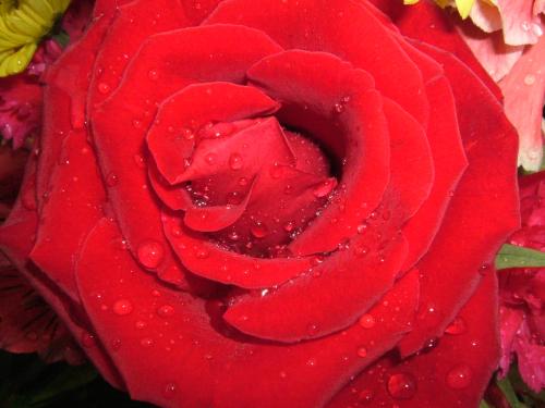 Fotografia de Hector Augusto Cuestas - Galeria Fotografica: FLORA Y FAUNA - Foto: Pasion innata