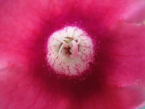 Fotografia de Hector Augusto Cuestas - Galeria Fotografica: FLORA Y FAUNA - Foto: Tierna Pasion