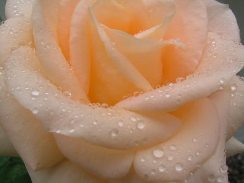 Fotografia de Hector Augusto Cuestas - Galeria Fotografica: FLORA Y FAUNA - Foto: Piel de Flor