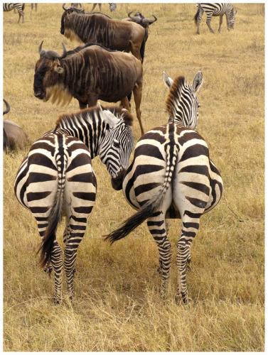 Fotografia de LICINIOCALVO - Galeria Fotografica: Africa 2007 - Foto: Africa 07