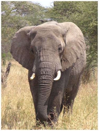 Fotografia de LICINIOCALVO - Galeria Fotografica: Africa 2007 - Foto: 