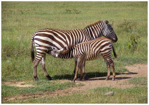 Fotografia de LICINIOCALVO - Galeria Fotografica: Africa 2007 - Foto: 