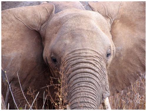 Fotografia de LICINIOCALVO - Galeria Fotografica: Africa 2007 - Foto: 