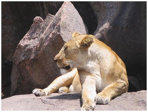 Fotografia de LICINIOCALVO - Galeria Fotografica: Africa 2007 - Foto: 