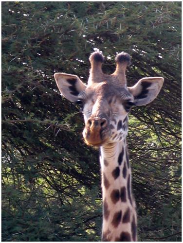 Fotografia de LICINIOCALVO - Galeria Fotografica: Africa 2007 - Foto: 