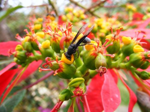 Fotografia de Hector Augusto Cuestas - Galeria Fotografica: FLORA Y FAUNA - Foto: BEBIEBDO EL NECTAR