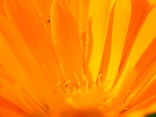 Fotografia de Hector Augusto Cuestas - Galeria Fotografica: FLORA Y FAUNA - Foto: 	Espa							