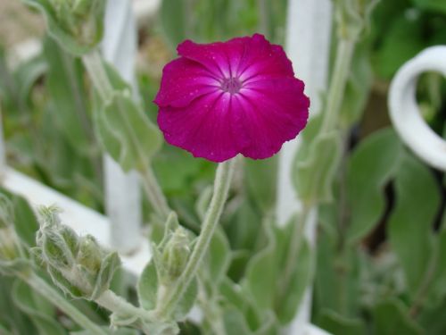 Fotografia de el chivas - Galeria Fotografica: la mejor - Foto: 