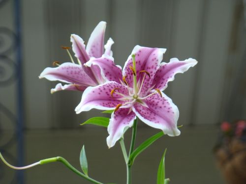 Fotografia de el chivas - Galeria Fotografica: la mejor - Foto: 