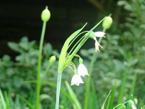 Fotografia de el chivas - Galeria Fotografica: la mejor - Foto: 