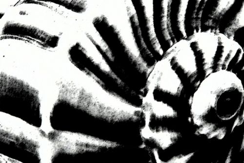 Fotografia de tiempero - Galeria Fotografica: tiempero - Foto: caracoles!