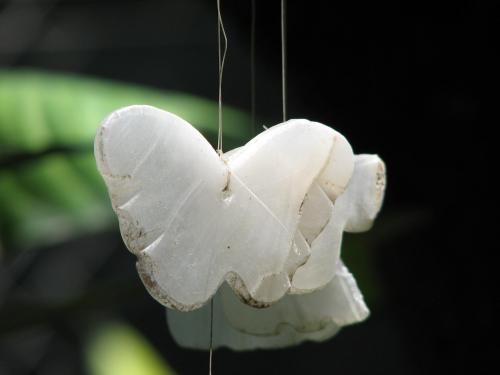 Fotografia de Larga - Galeria Fotografica: Primognitas - Foto: Mariposa