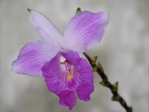 Fotografia de Larga - Galeria Fotografica: Primognitas - Foto: Guaria