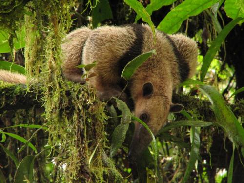 Fotografia de Larga - Galeria Fotografica: Primognitas - Foto: Oso hormiguero