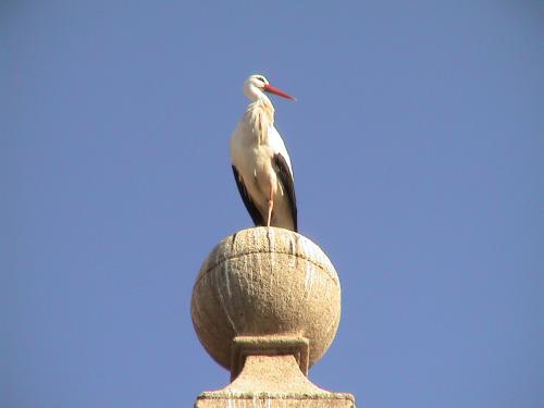 Fotografia de Sin Nombre - Galeria Fotografica: Selecci�n - Foto: I\'m watching you