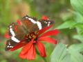 Foto de  Larga - Galería: Primognitas - Fotografía: Mariposa en flor