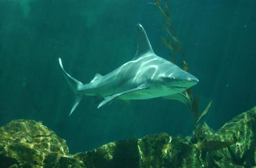 Fotografia de Eugenio Arenas - Galeria Fotografica: NATURALEZA - Foto: Tiburn