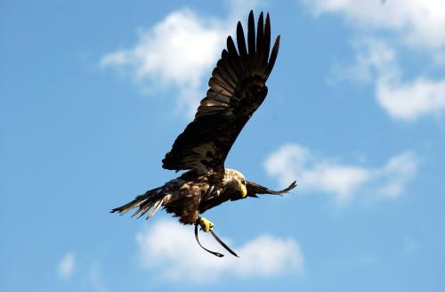 Fotografia de Eugenio Arenas - Galeria Fotografica: NATURALEZA - Foto: Aguila