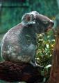 Fotos de Eugenio Arenas -  Foto: NATURALEZA - Koala