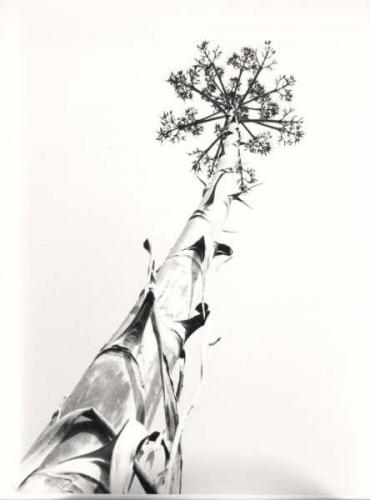 Fotografia de Hori - Galeria Fotografica: formas - Foto: 