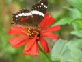 Foto de  Larga - Galería: Primognitas - Fotografía: Mariposa en flor 2