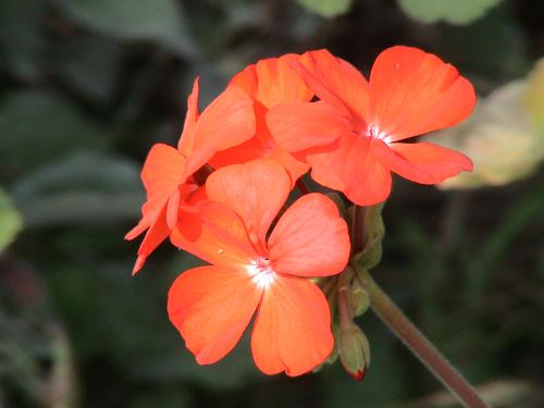 Fotografia de Sin Nombre - Galeria Fotografica: Seleccin - Foto: Uma Flor