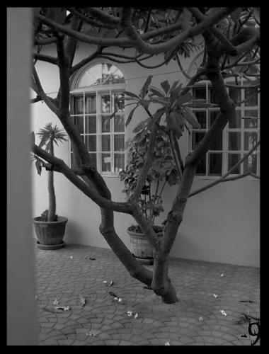 Fotografia de MenosNueve - Galeria Fotografica: Retratos de Vida o Muerte - Foto: [Arbol]