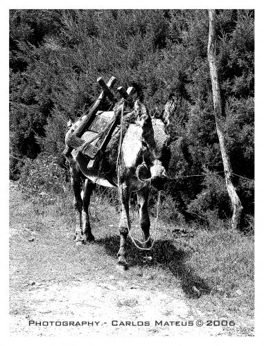 Fotografia de Carlos Mateus Steffens - Galeria Fotografica: BLACK & WHITE - Foto: Sin Titulo