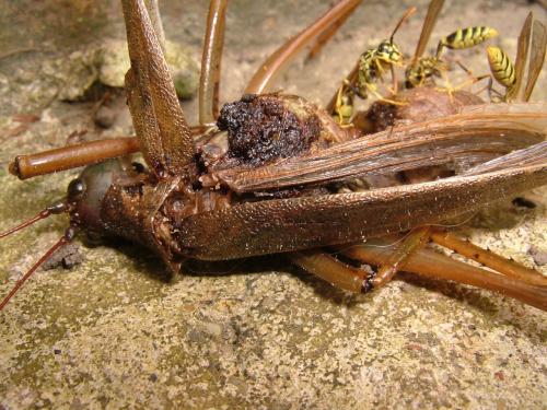 Fotografia de Hector Augusto Cuestas - Galeria Fotografica: Fauna - Foto: Banquete