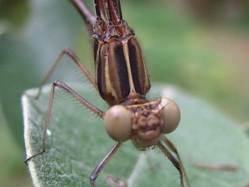 Fotografia de Hector Augusto Cuestas - Galeria Fotografica: Fauna - Foto: Libelula