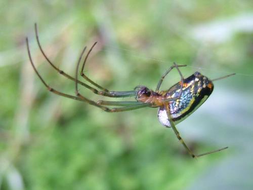 Fotografia de Hector Augusto Cuestas - Galeria Fotografica: Fauna - Foto: Ara�a multicolor 2