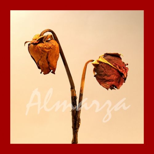 Fotografia de ALMARZA - Galeria Fotografica: FLORES - Foto: 