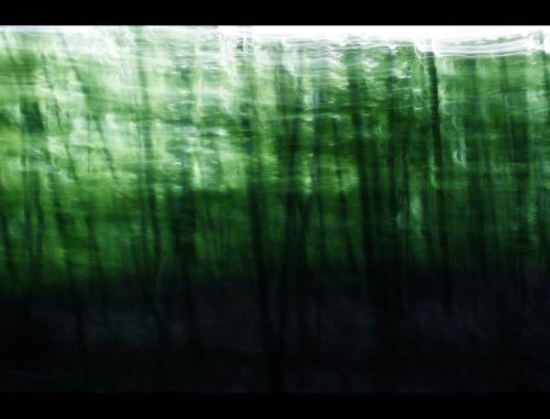 Fotografia de La mirada de Gema - Galeria Fotografica: FREEDOM - Foto: El bosque