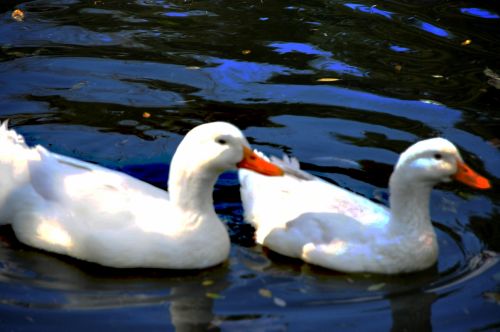 Fotografia de Amali Ruiz fotgrafa - Galeria Fotografica: Animales - Foto: 