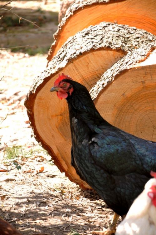 Fotografia de Amali Ruiz fotgrafa - Galeria Fotografica: Animales - Foto: 