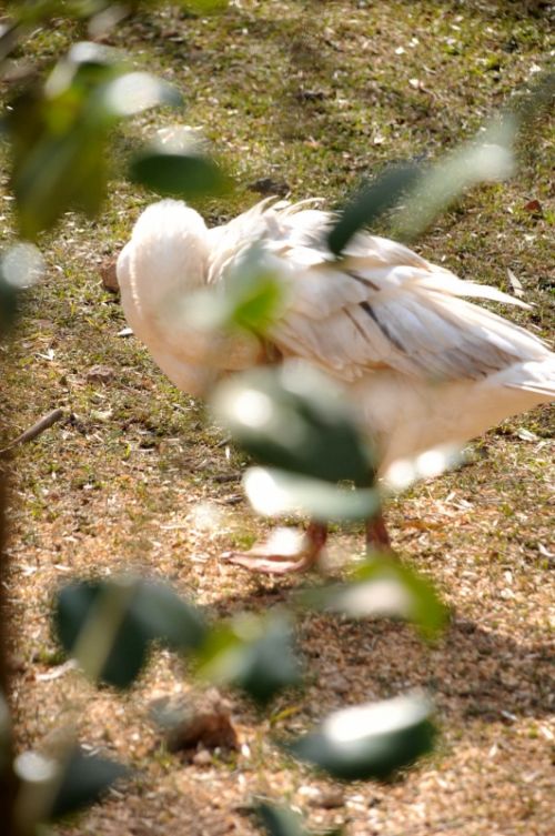 Fotografia de Amali Ruiz fotgrafa - Galeria Fotografica: Animales - Foto: 