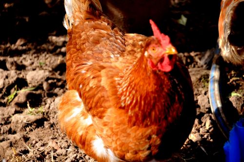 Fotografia de Amali Ruiz fotgrafa - Galeria Fotografica: Animales - Foto: 