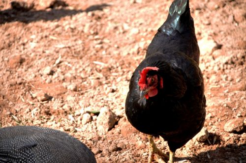 Fotografia de Amali Ruiz fotgrafa - Galeria Fotografica: Animales - Foto: 