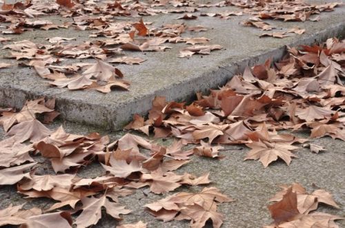 Fotografia de Caramelo Studio - Galeria Fotografica: Naturaleza - Foto: 