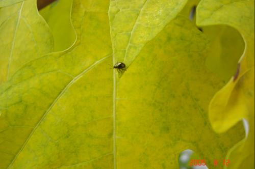 Fotografia de Eric - Galeria Fotografica: Naturaleza - Foto: Insecto